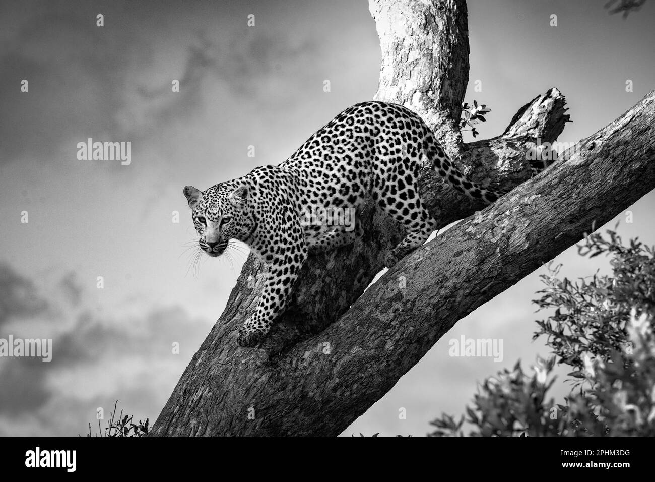 A female leopard is seen on a tree in the Okavango Delta on 12 th