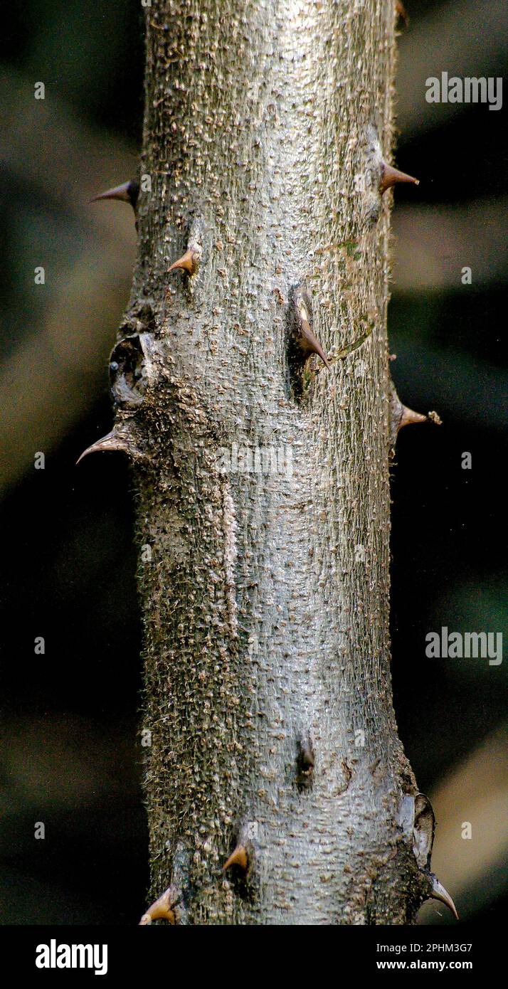 Thorns on stem of Giant devil's fig, Solanum chrysotrichum, growing in Queensland Australia. Environmental weed, from central America. Dangerous. Stock Photo