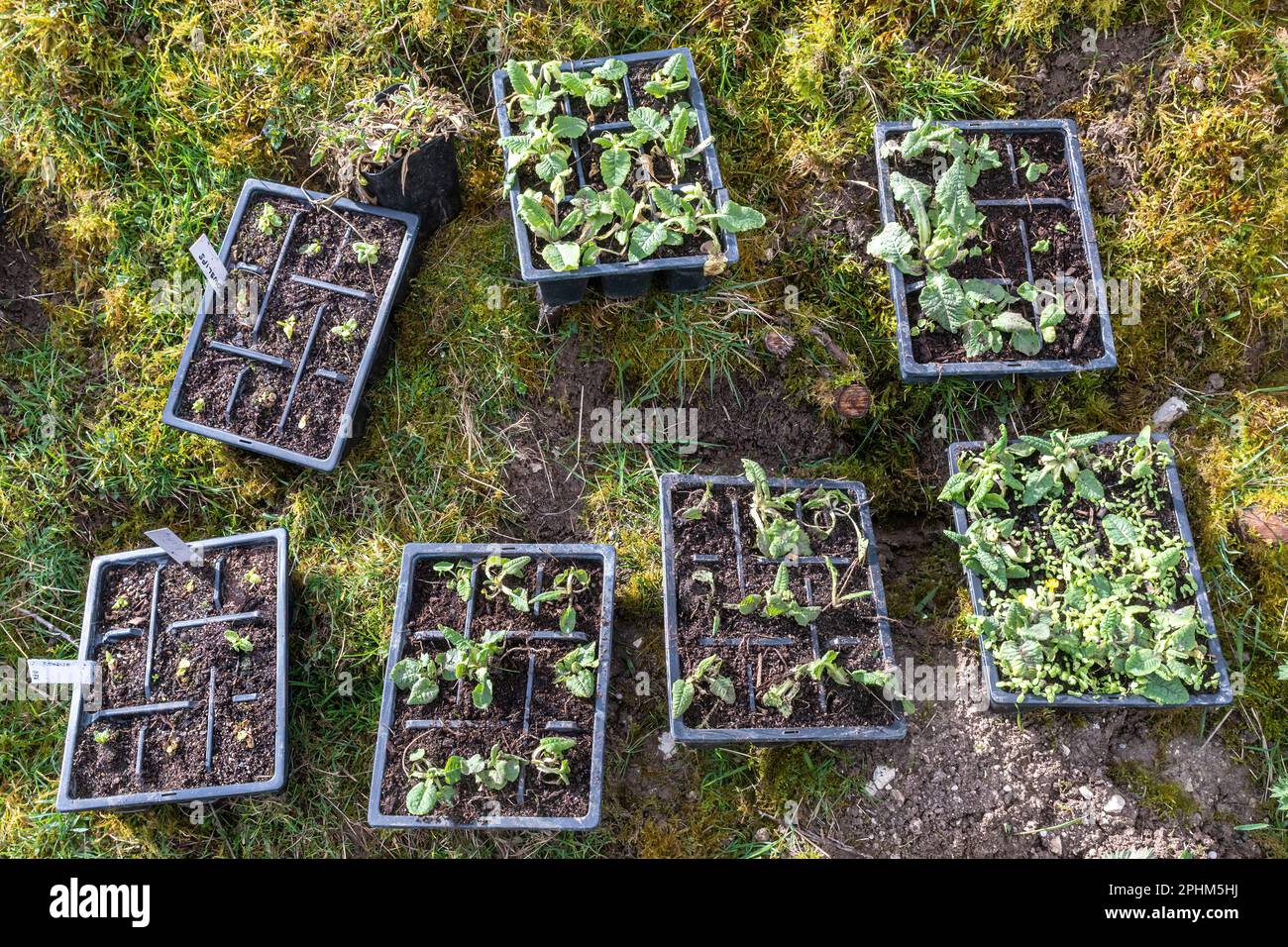Trays of cowslips (Primula veris) wildflower plants for planting on a chalk grassland nature reserve to improve biodiversity, England, UK Stock Photo