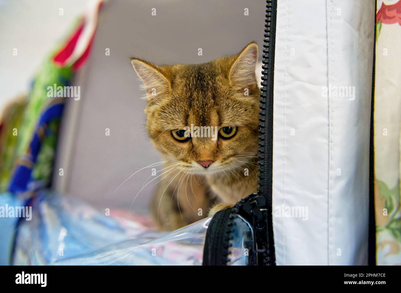 A sad cat of the British breed of red color is sitting in an exhibition tent. Close-up. Stock Photo