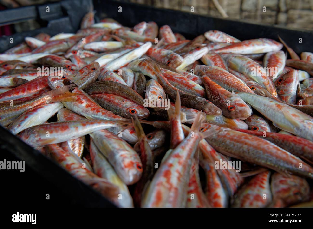 Box of freshly caught sea fish hi-res stock photography and images - Alamy