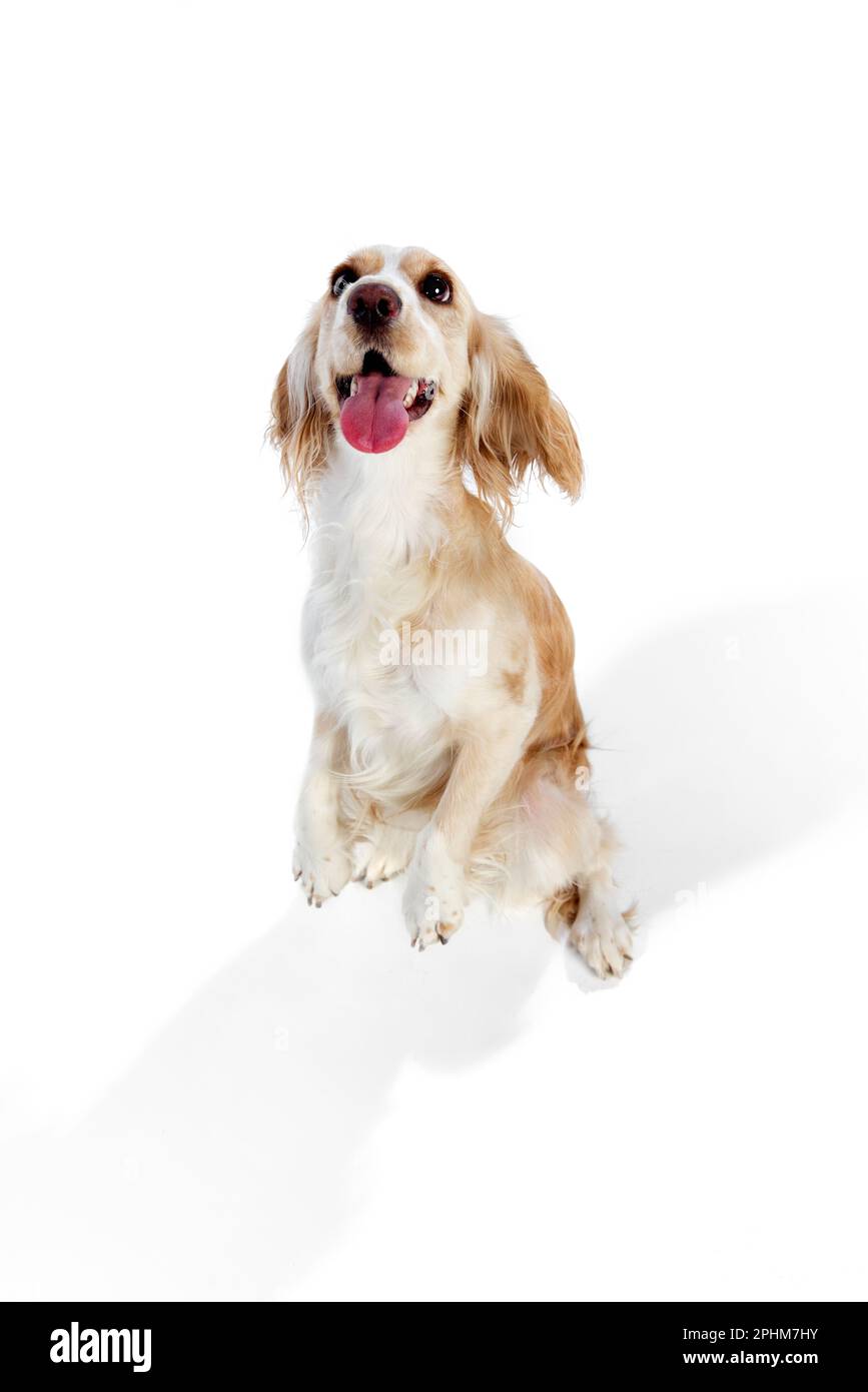Top isometric view of cute english cocker spaniel standing on hind legs