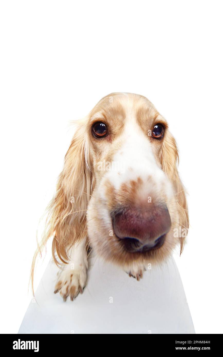 Cocker Fish Studio fish-eye image of beautiful dog's muzzle, english cocker spaniel ...