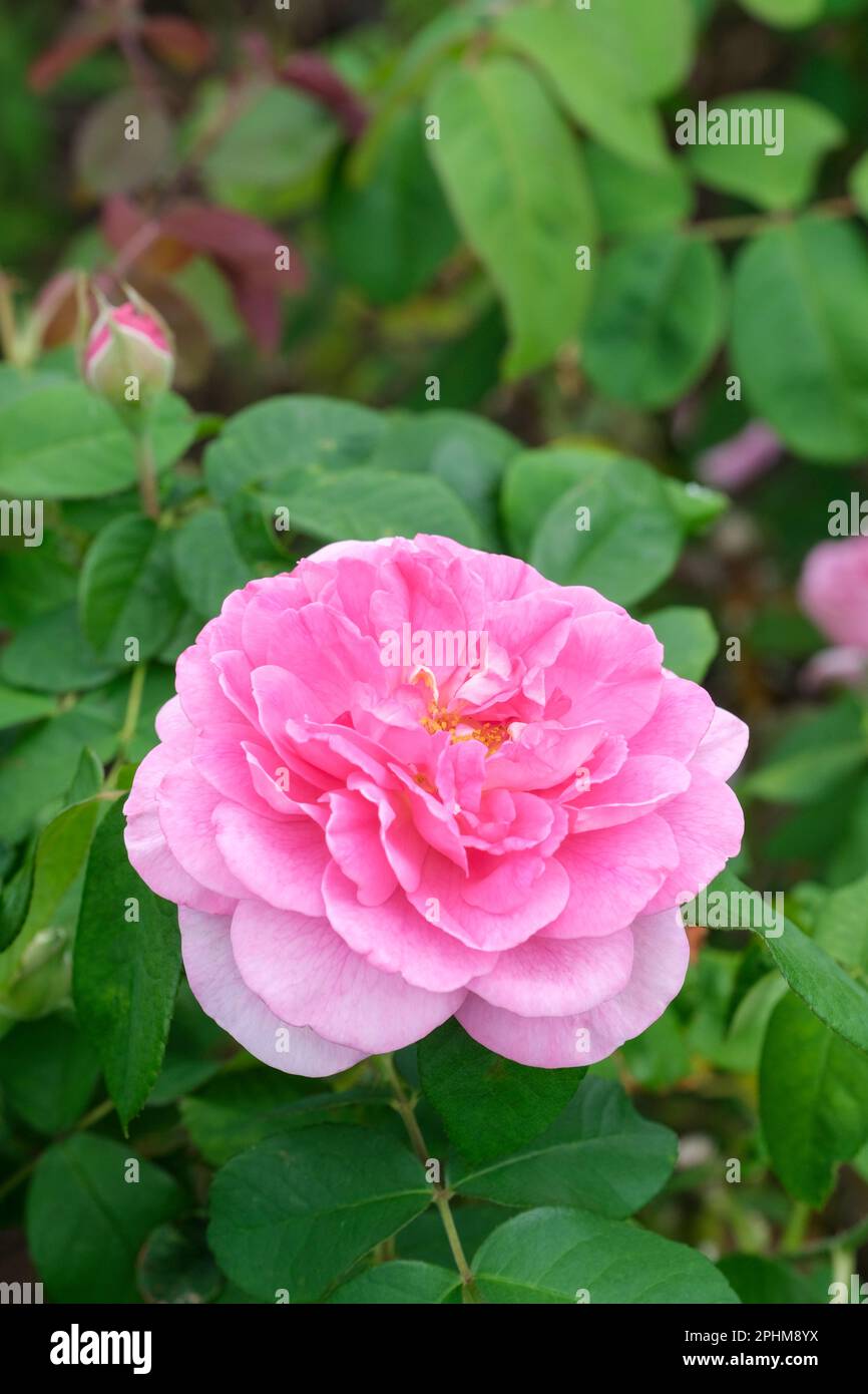 Rose Gertrude Jekyll, rosa Gertrude Jekyll, Rosa Ausbord, Rose Ausbord, shrub rose, double pink flowers, Stock Photo