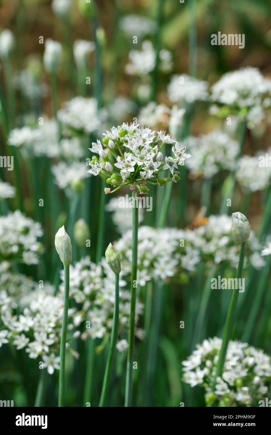 Allium tuberosum, Chinese chives, narrow, edible leaves, umbels starshaped white flowers