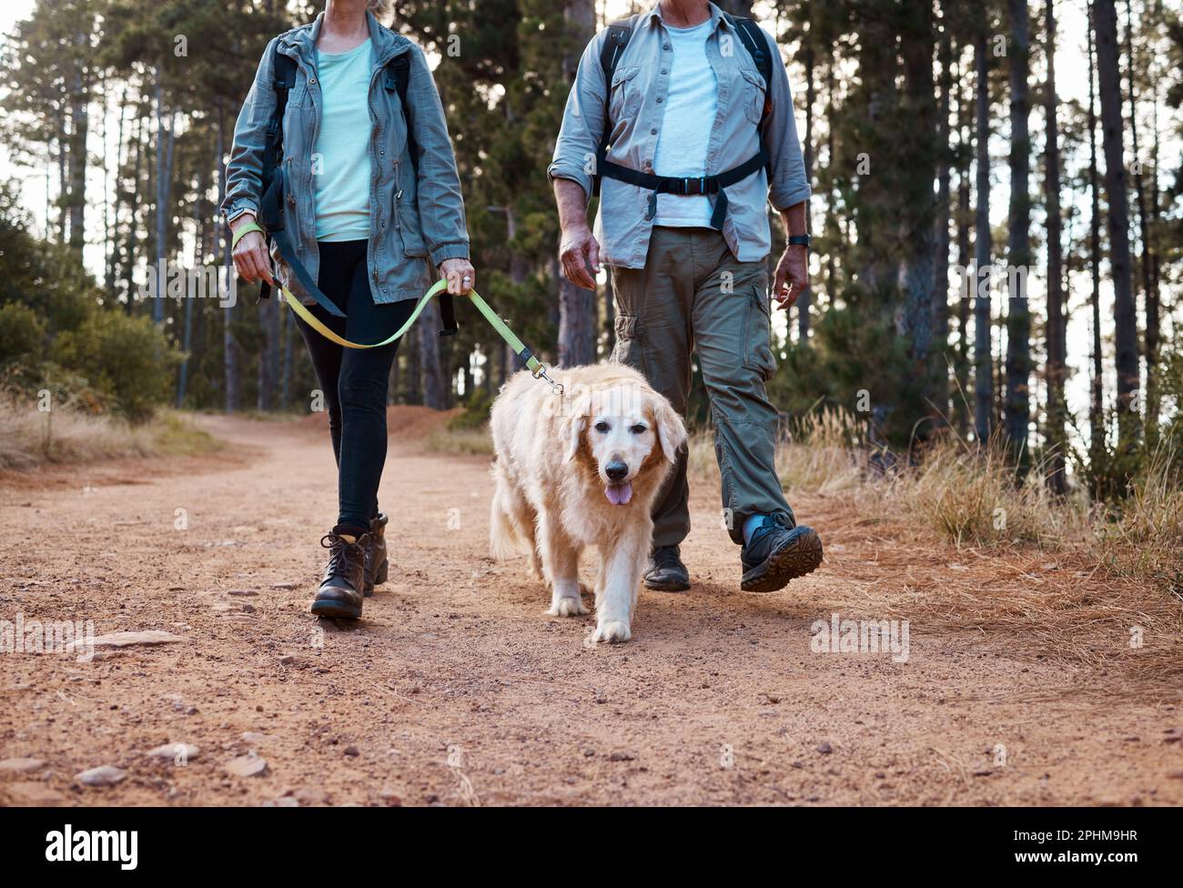 Can Senior Dogs Go On Long Hikes