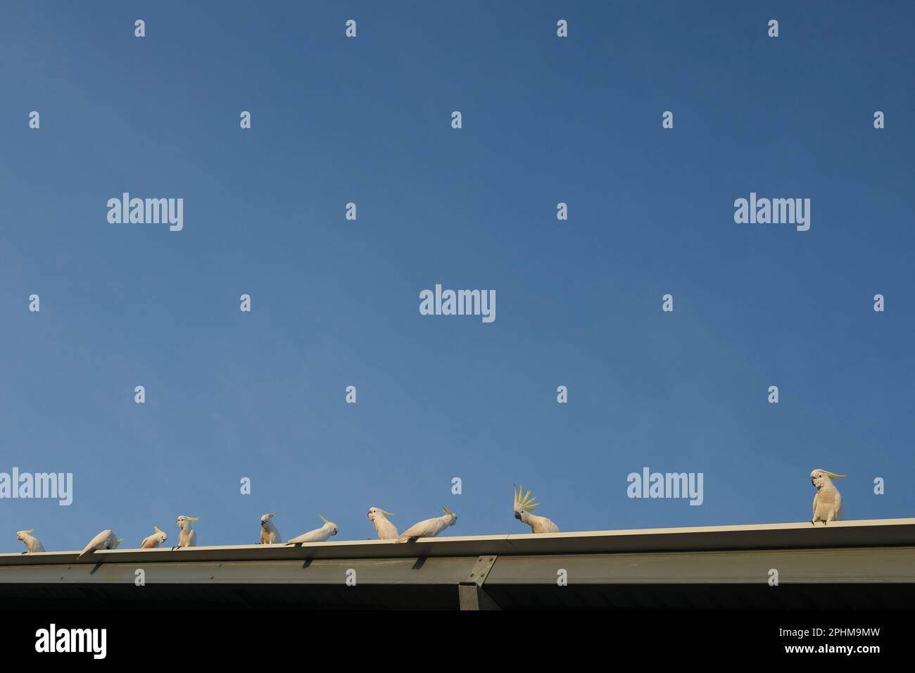 Sulphur-crested cockatoo, Cacatua galerita, on a roof Stock Photo