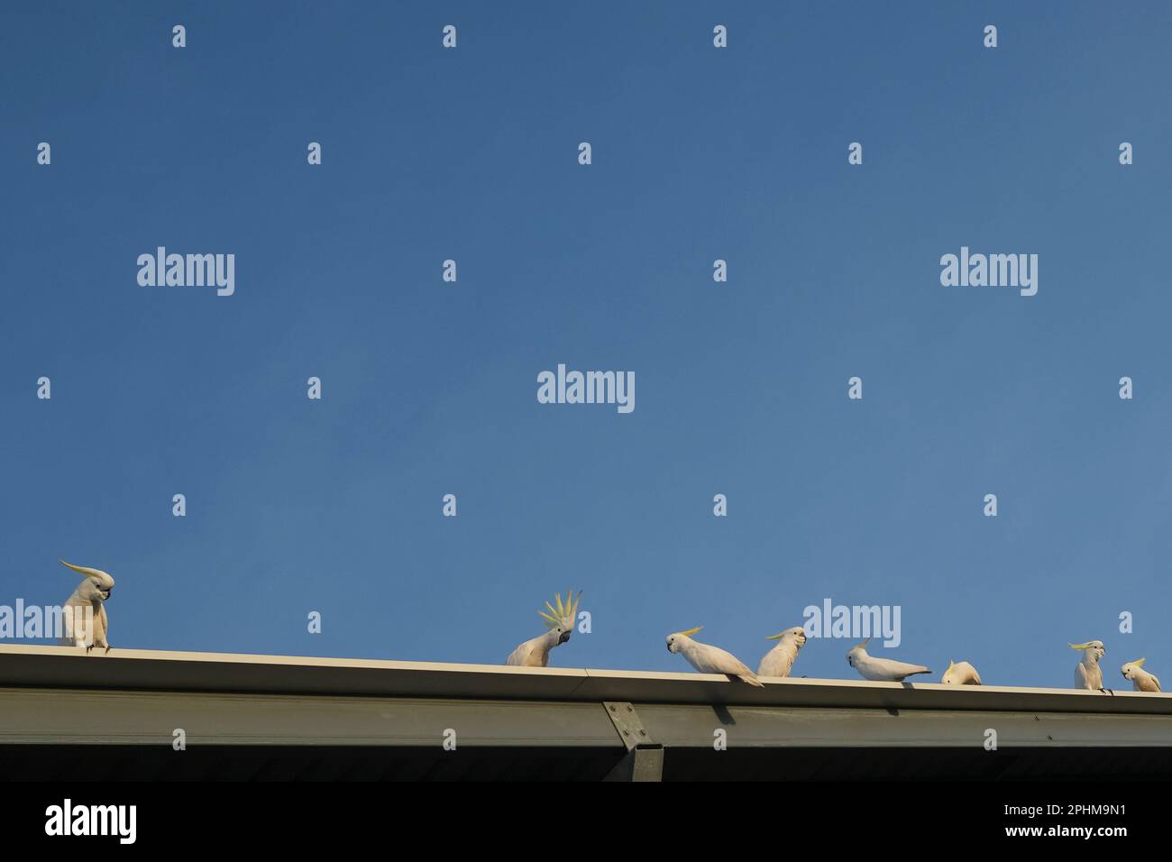 Sulphur-crested cockatoo, Cacatua galerita, on a roof Stock Photo