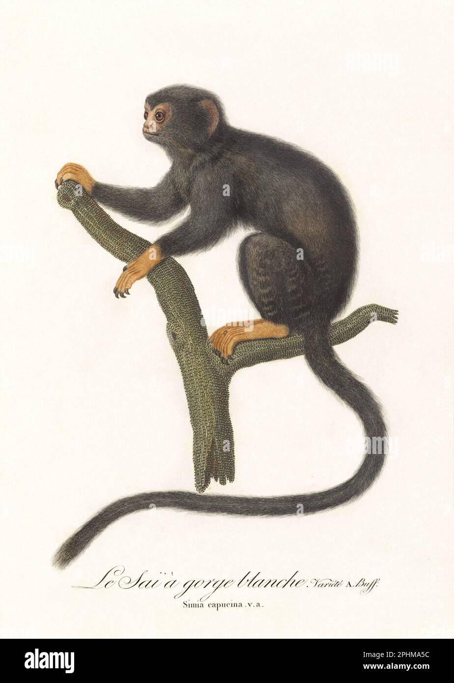 Antique monkey illustration. Simia Midas Stock Photo