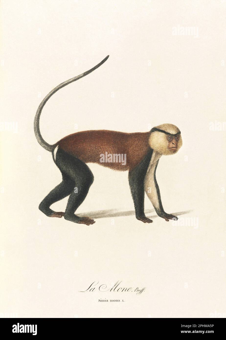 Antique monkey illustration. Simia Mona Stock Photo