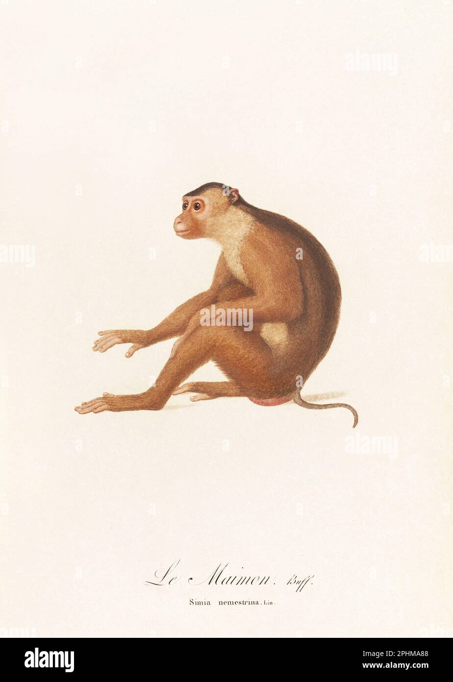 Antique monkey illustration. Simia Nemestrina Stock Photo
