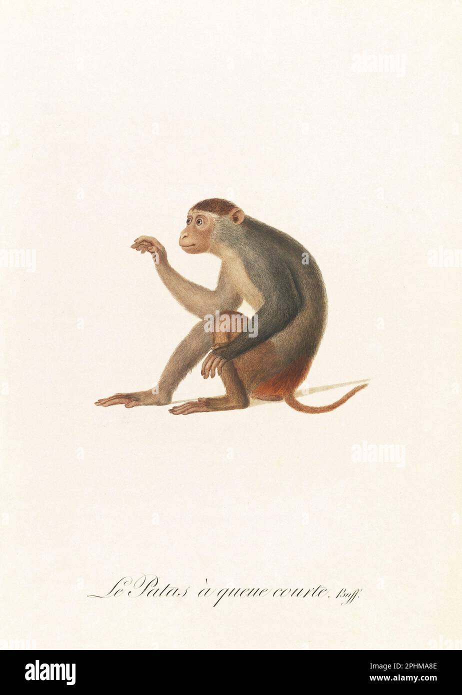 Antique monkey illustration. Simia Patas Stock Photo