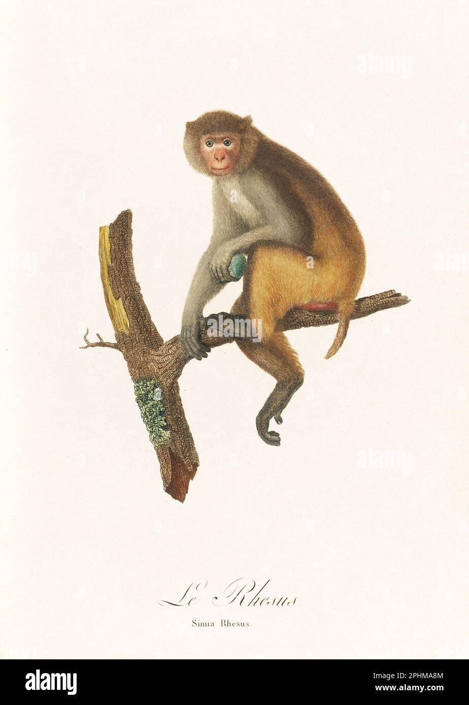 Antique monkey illustration. Simia Rhesus Stock Photo
