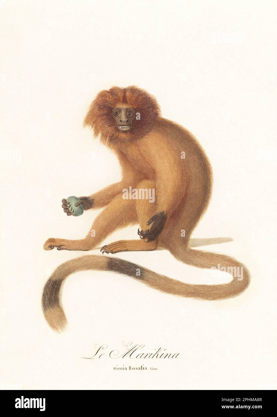 Antique monkey illustration. Simia Rosalia Stock Photo