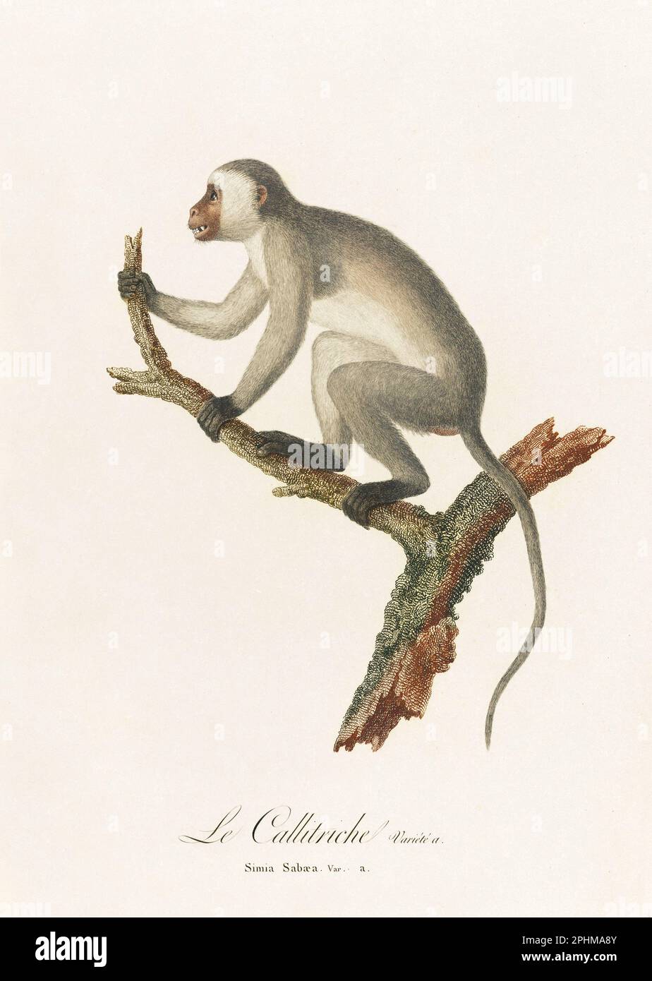 Antique monkey illustration. Simia Sabaea Stock Photo