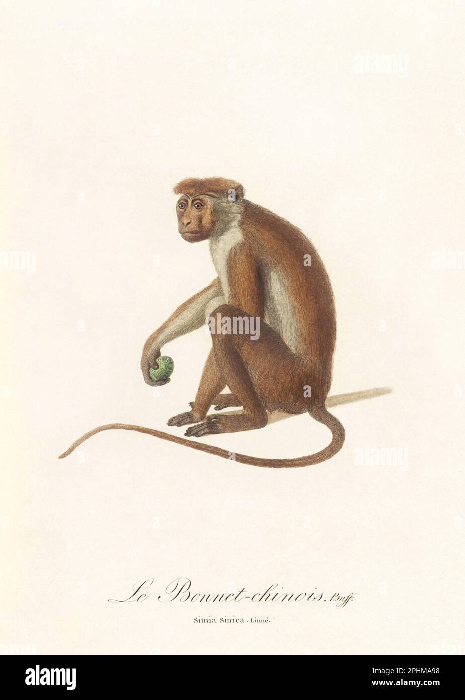 Antique monkey illustration. Simia Sinica Stock Photo