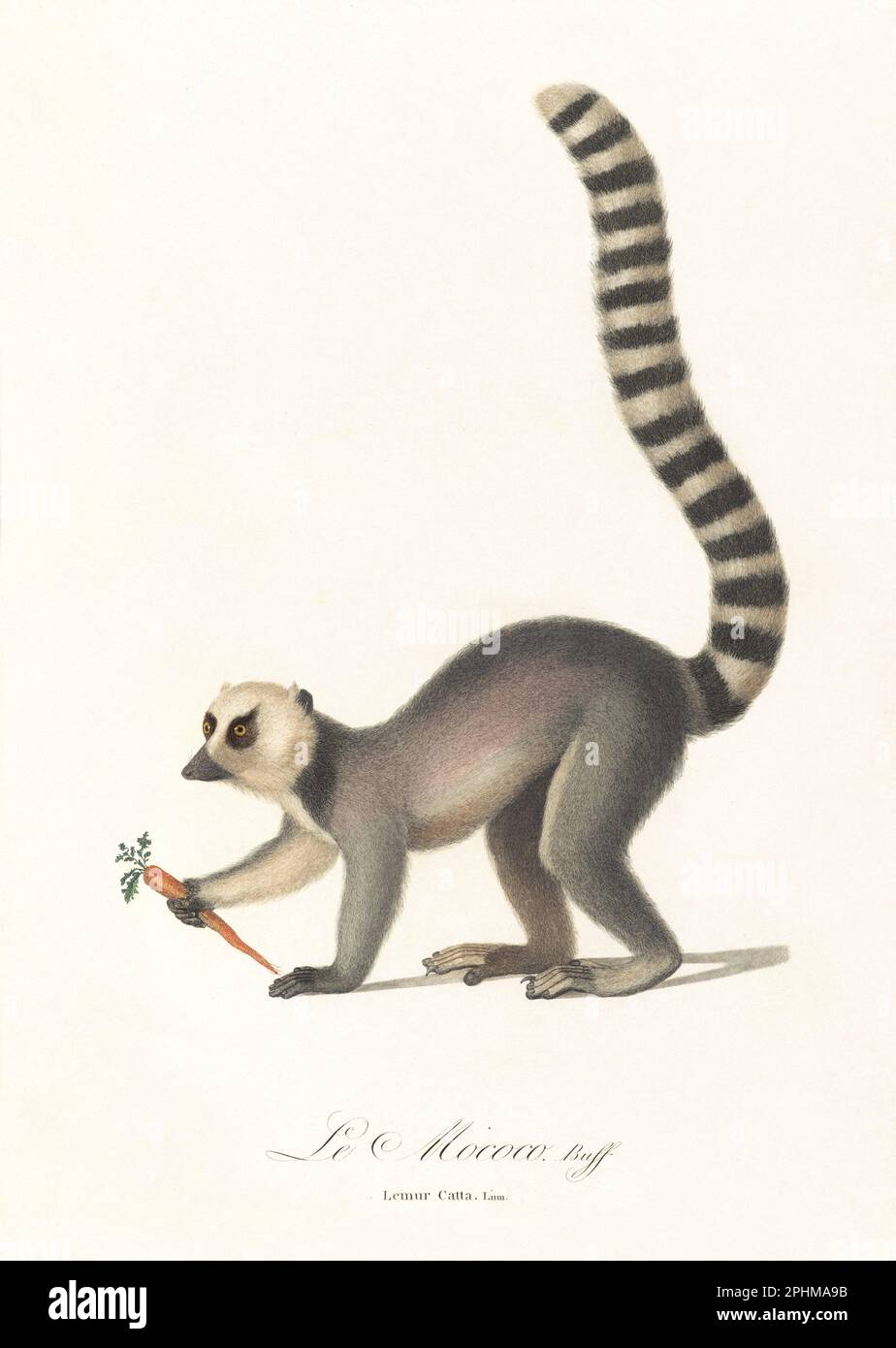 Antique Lemur illustration. Lemur Catta Stock Photo