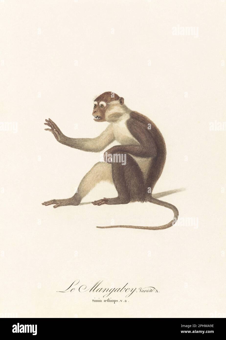 Antique monkey illustration. Simia Aethiops Stock Photo
