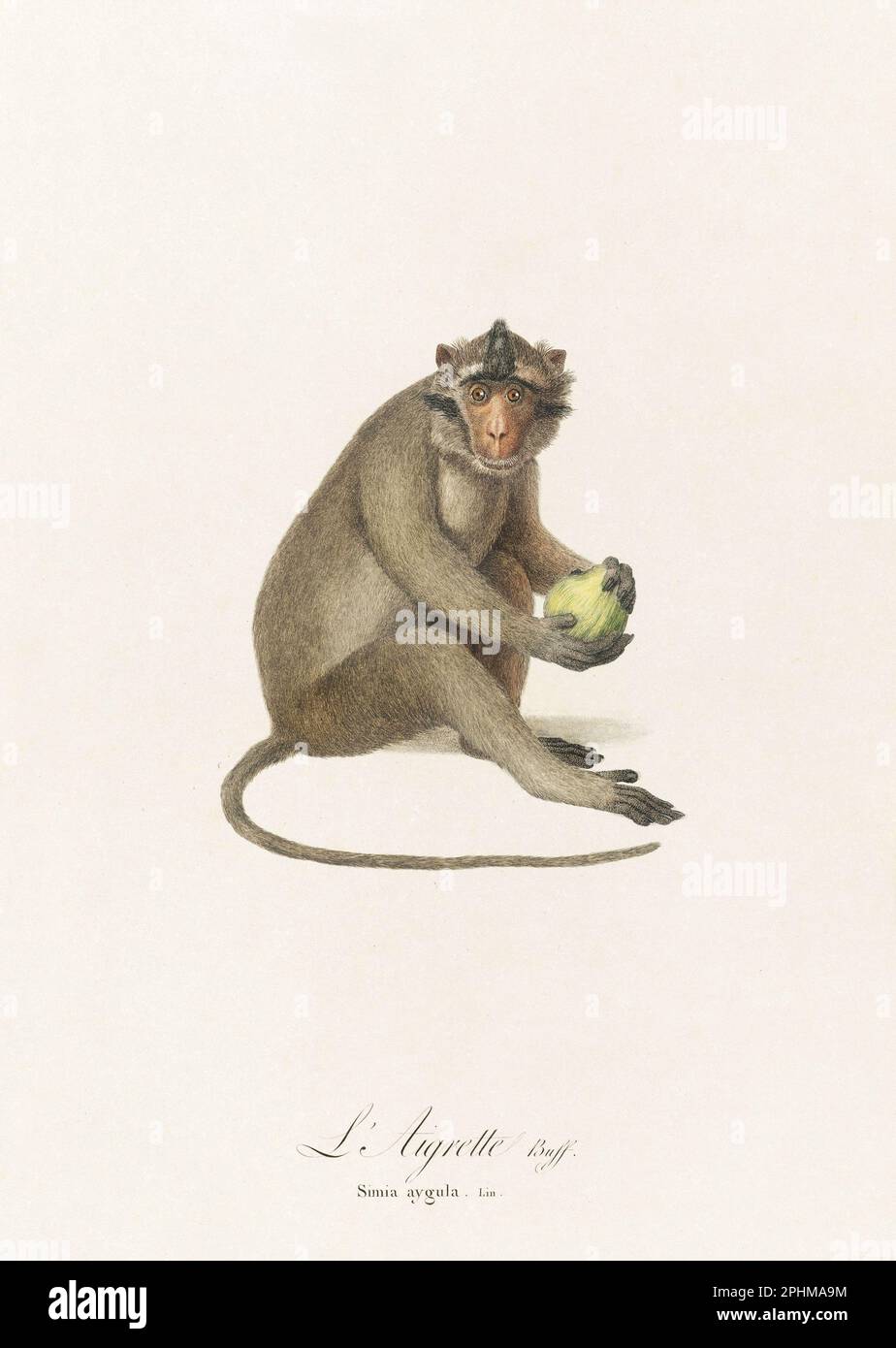 Antique monkey illustration. Simia Aygula Stock Photo