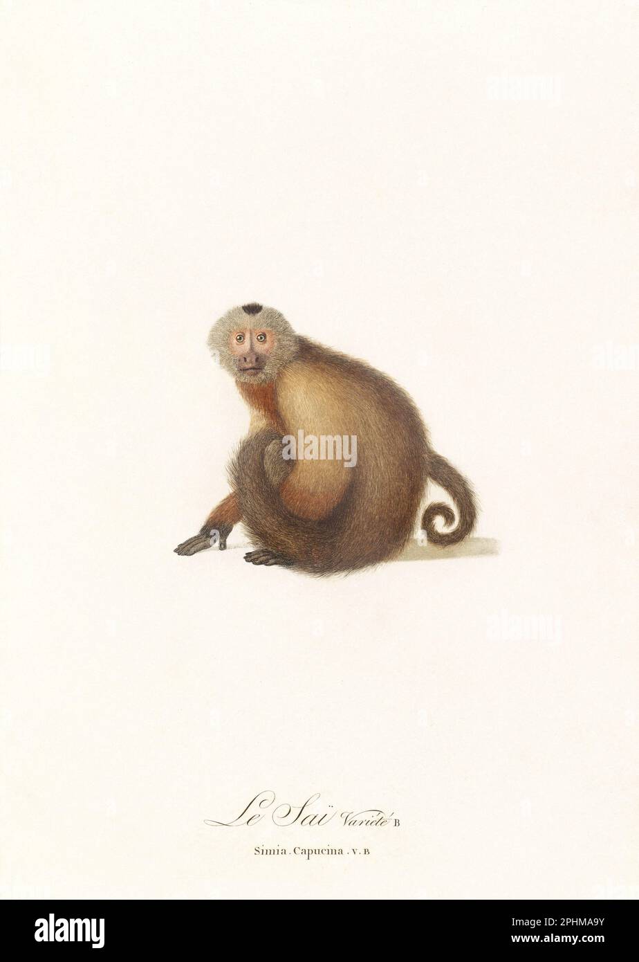 Antique monkey illustration. Simia Capucina Stock Photo