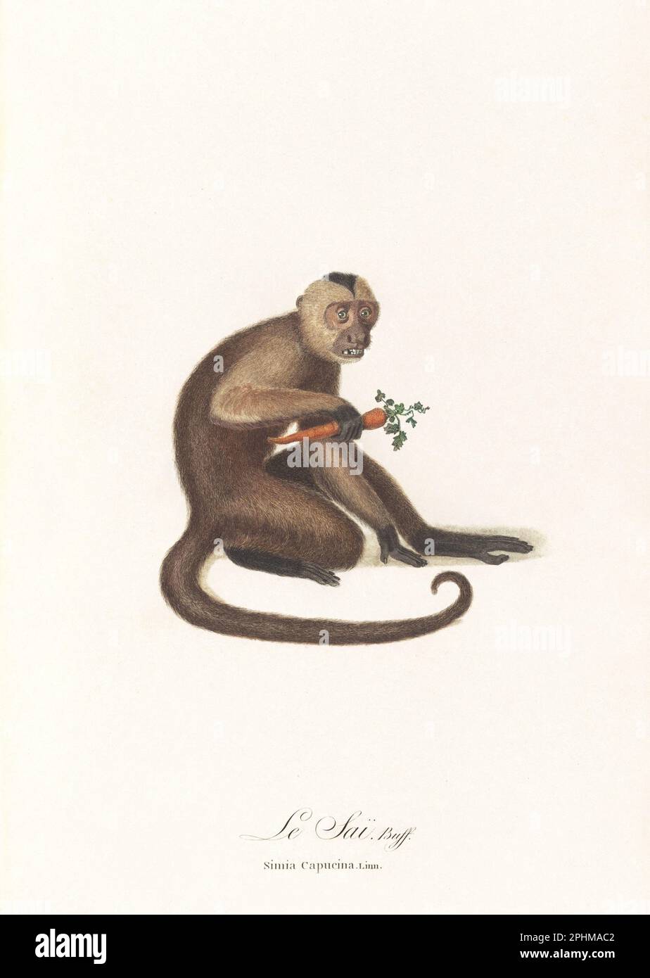Antique monkey illustration. Simia Capucina Stock Photo