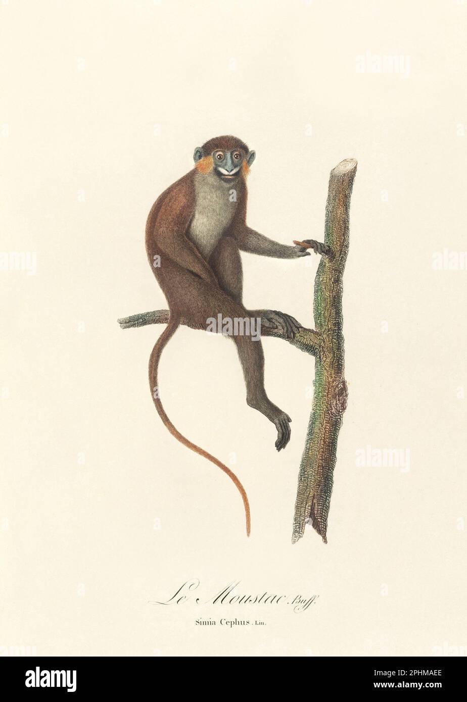 Antique monkey illustration. Simia Cephus Stock Photo