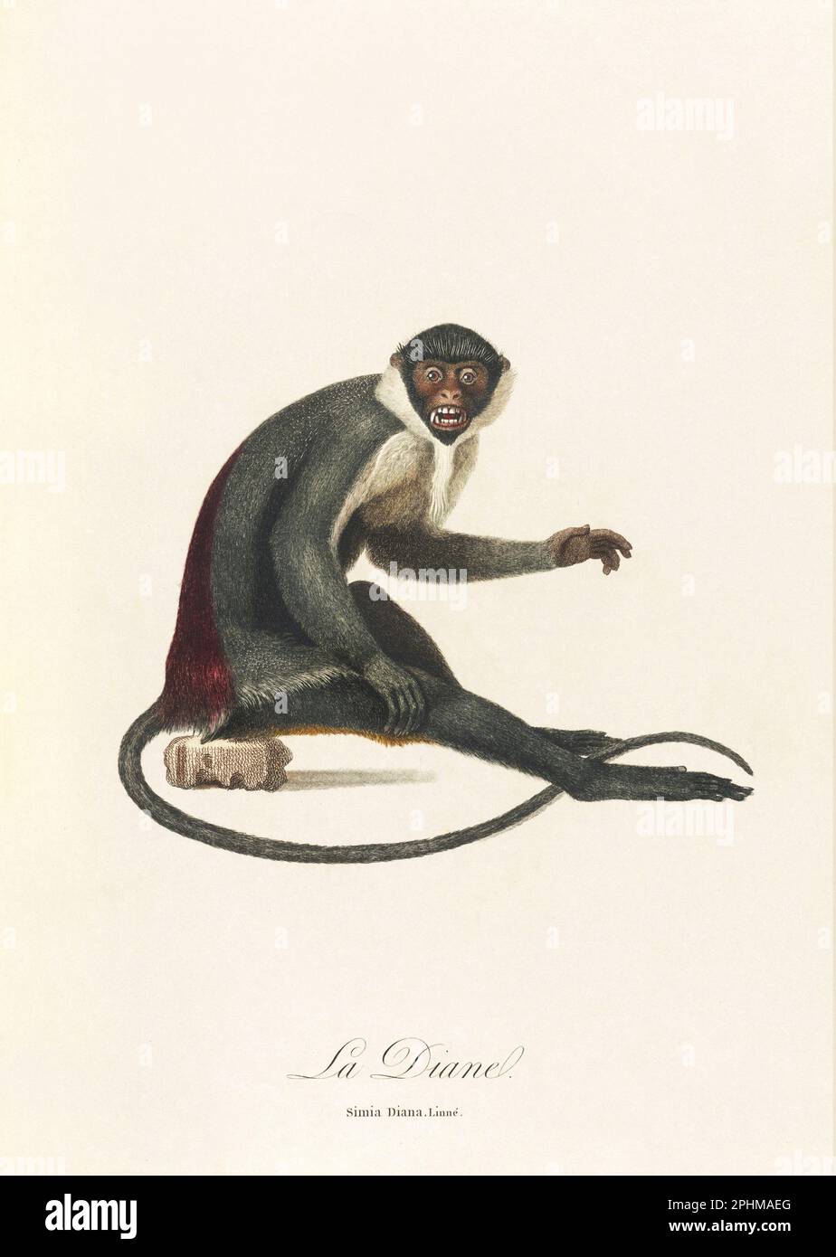 Antique monkey illustration. Simia Diana Stock Photo