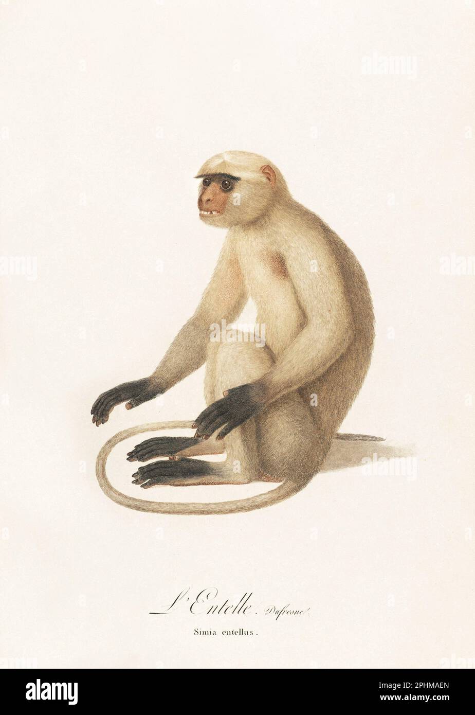 Antique monkey illustration. Simia Entellus Stock Photo