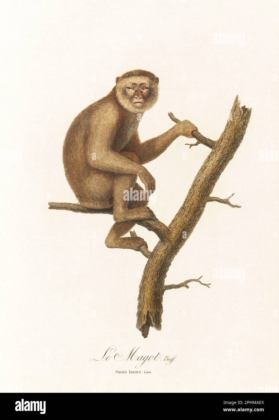 Antique monkey illustration. Simia Inuus Stock Photo