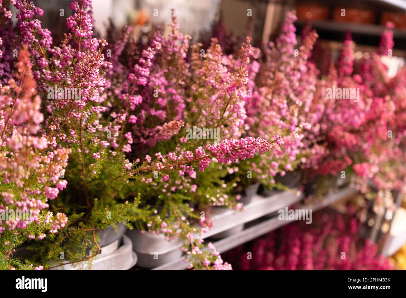 Bouquet of Heather Calluna Vulgaris, Erica, Ling Decorated Satin