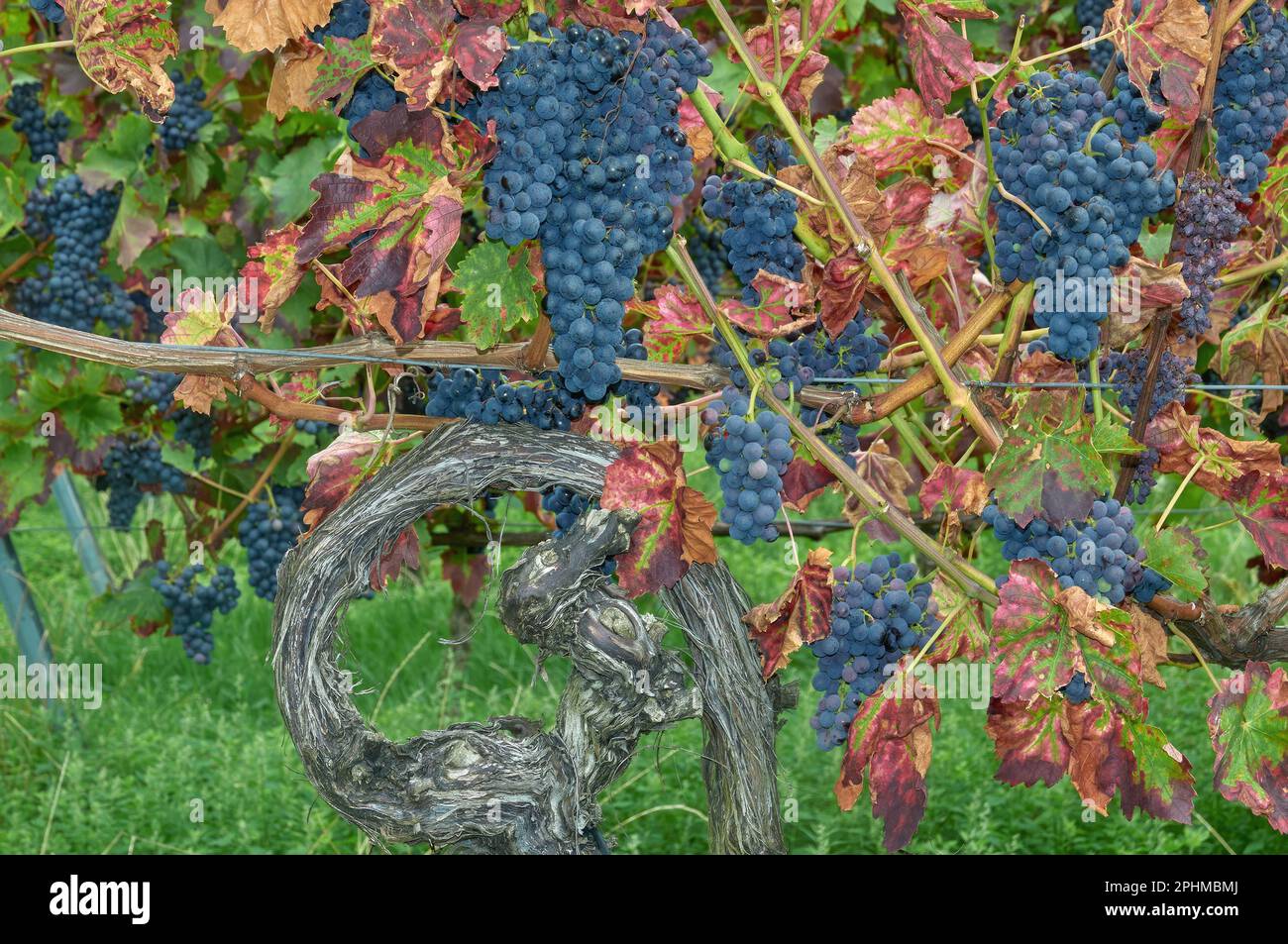 Vine in Vineyard,Palatinate Wine Region,Germany Stock Photo