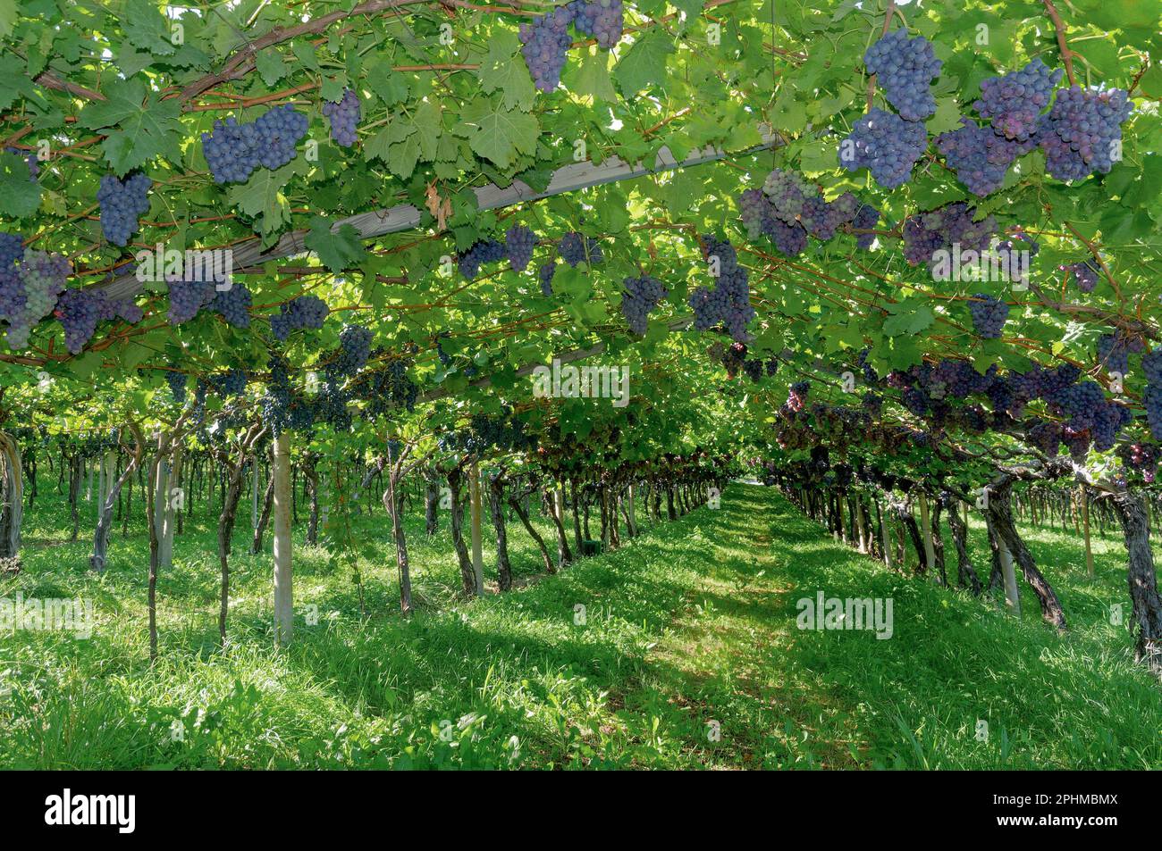 traditional Winegrowing in Trentino,South Tyrol,Italy Stock Photo