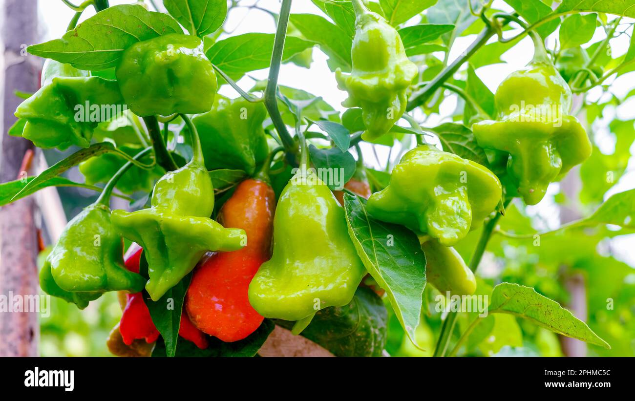 The bishop's crown, Christmas bell, or joker's hat, is a pepper, a cultivar of the species Capsicum baccatum var. pendulum Stock Photo