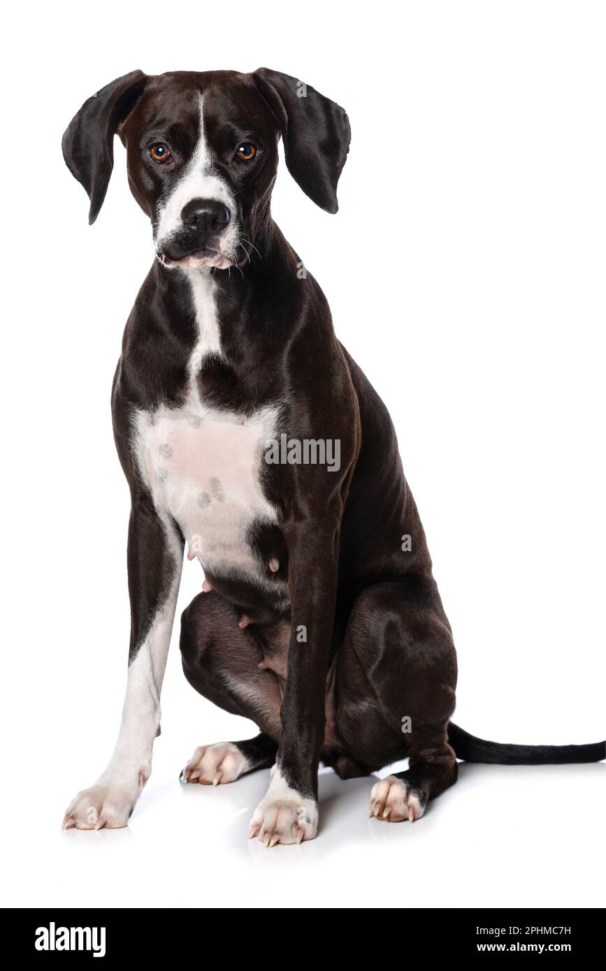 Cross breed dog sitting isolated on white background Stock Photo - Alamy