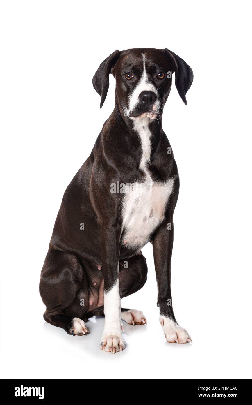 Cross breed dog sitting isolated on white background Stock Photo - Alamy