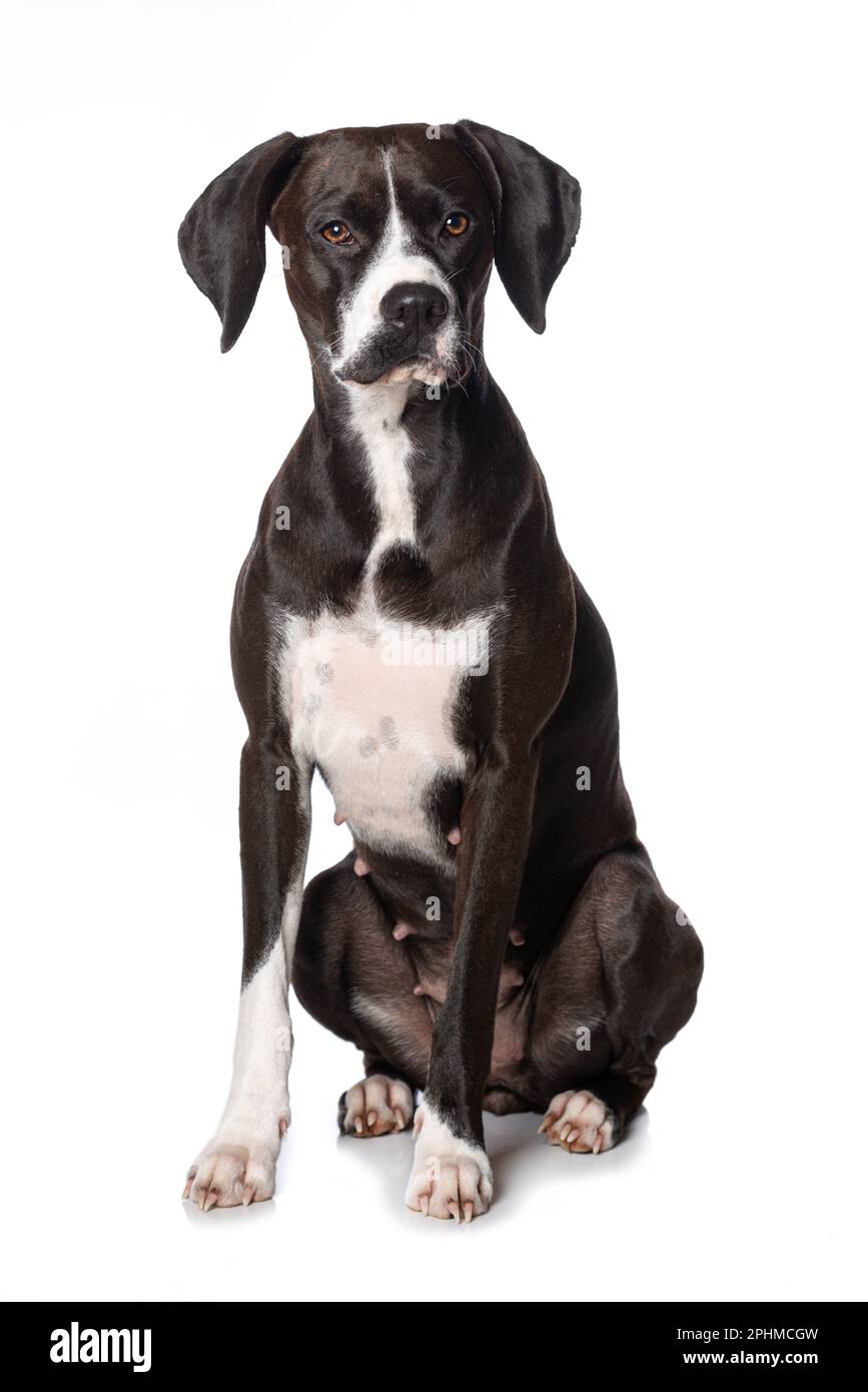 Cross breed dog sitting isolated on white background Stock Photo - Alamy