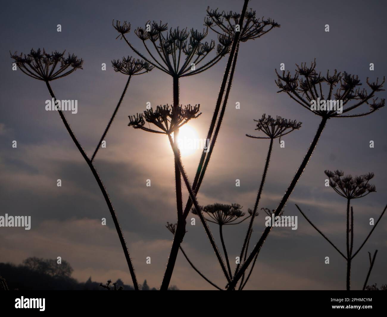 Anthriscus sylvestris, known as cow parsley is a herbaceous biennial or shortlived perennial