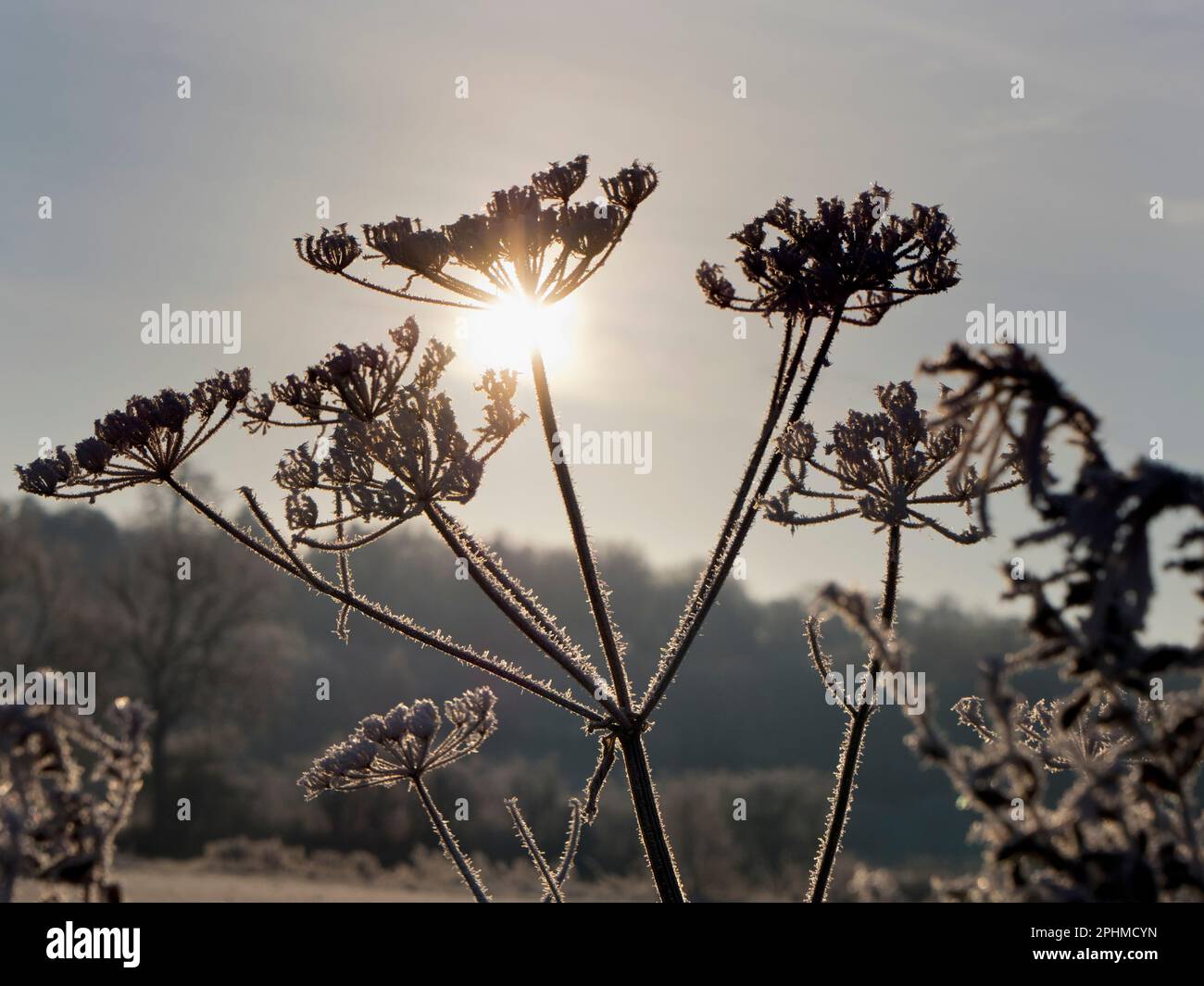 Anthriscus sylvestris, known as cow parsley is a herbaceous biennial or