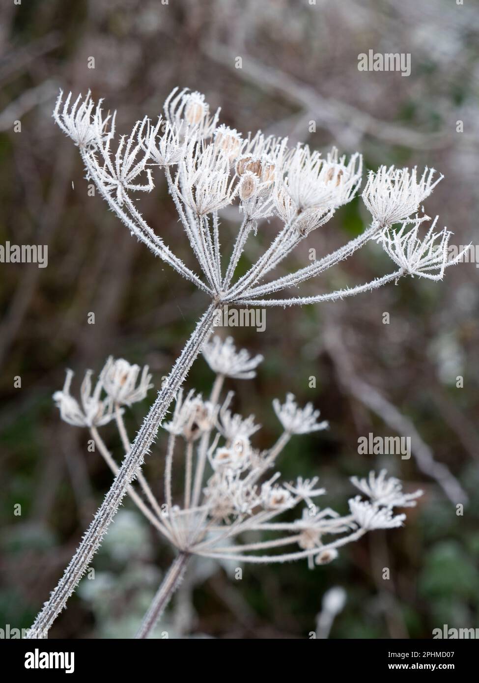 Anthriscus sylvestris, known as cow parsley is a herbaceous biennial or short-lived perennial plant in the family Apiaceae. It's very common in meadow Stock Photo
