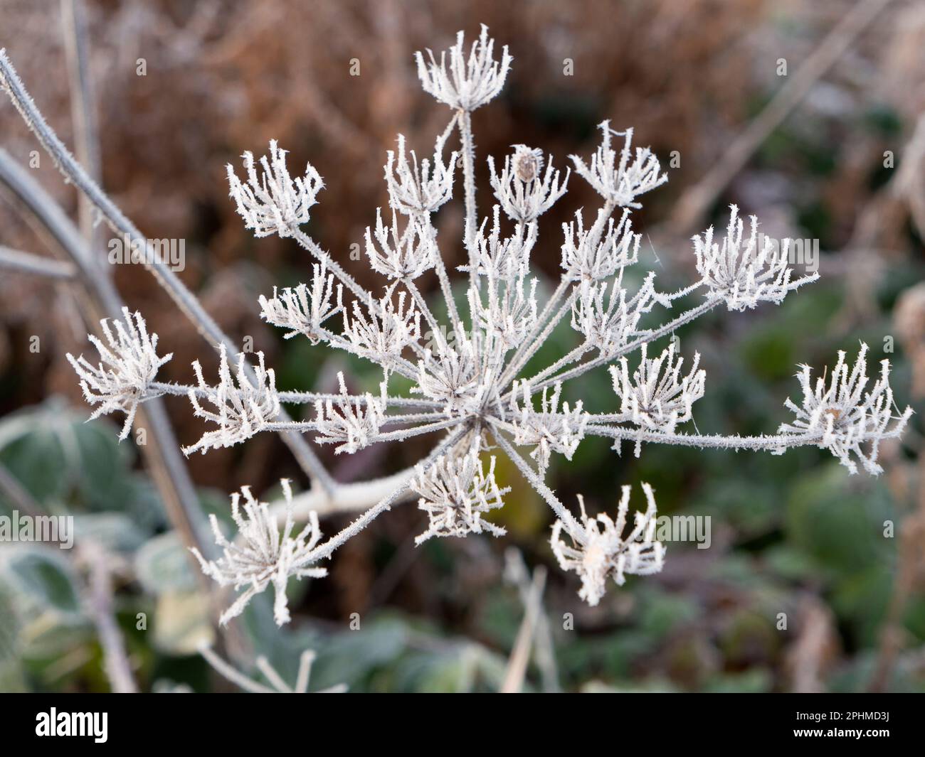 Anthriscus sylvestris, known as cow parsley is a herbaceous biennial or