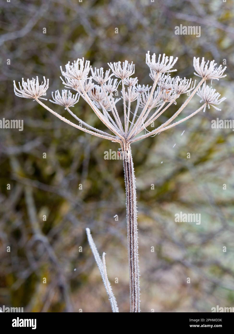 Anthriscus sylvestris, known as cow parsley is a herbaceous biennial or short-lived perennial plant in the family Apiaceae. It's very common in meadow Stock Photo