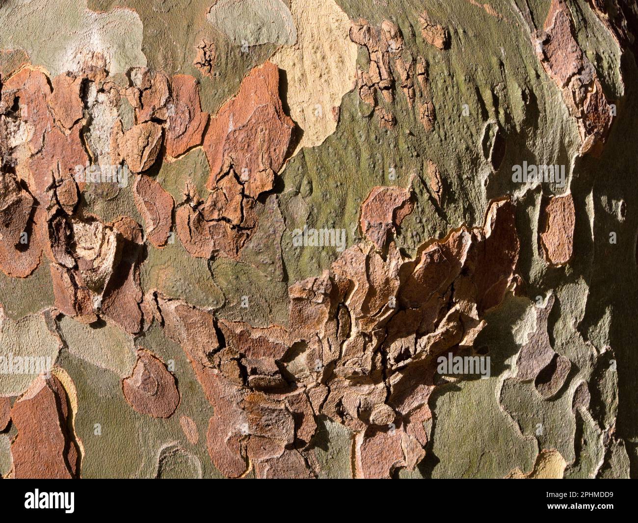 Strange, irregular patterns on a tree in my home town of Abingdon-on ...