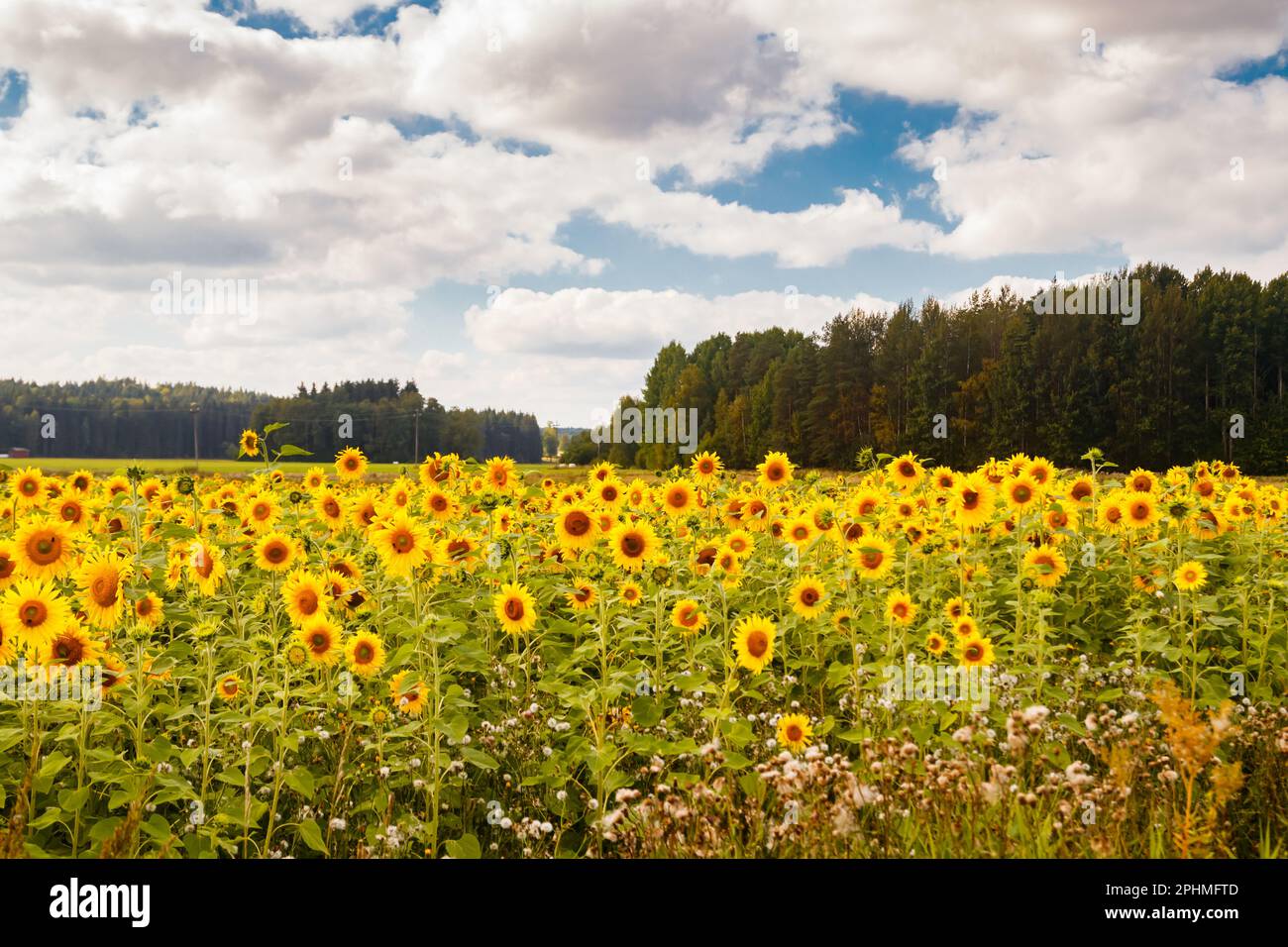 Field of blooming sunflowers on a background of blue sky, Finland Stock