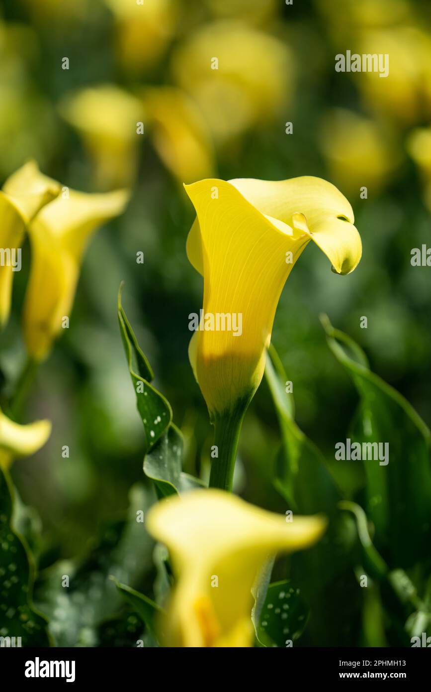 Beautiful lovely yellow calla lily in the natural garden. Stock Photo