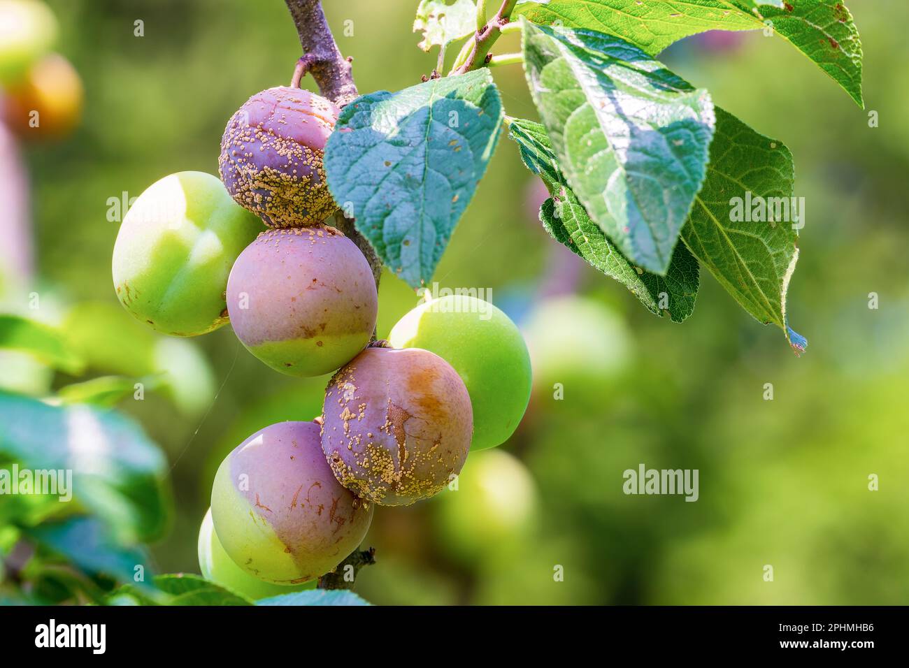 Clasterosporium. Fungal disease of plums Stock Photo