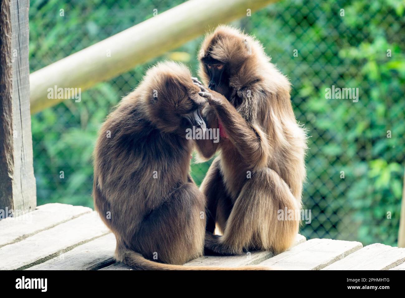 Colchester zoo hi-res stock photography and images - Alamy