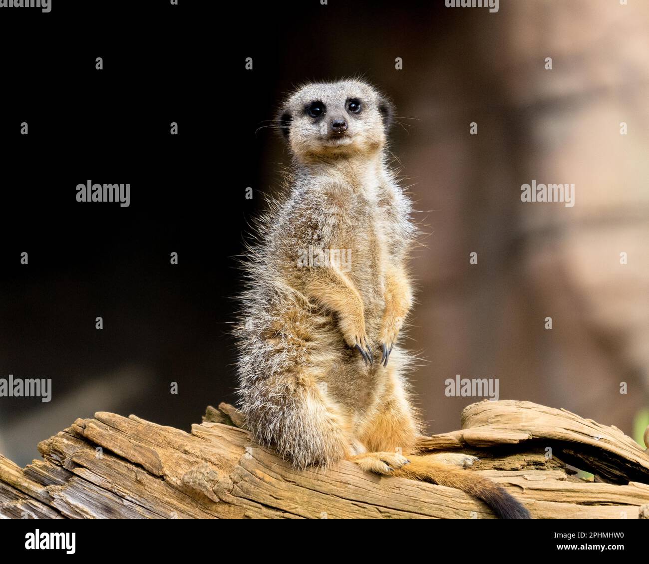 Colchester zoo hi-res stock photography and images - Alamy