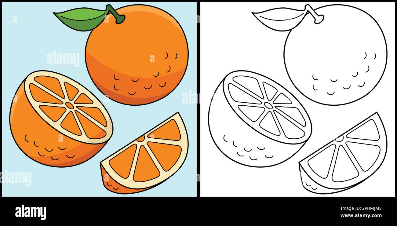 Orange Fruit Coloring Page Colored Illustration Stock Vector Image