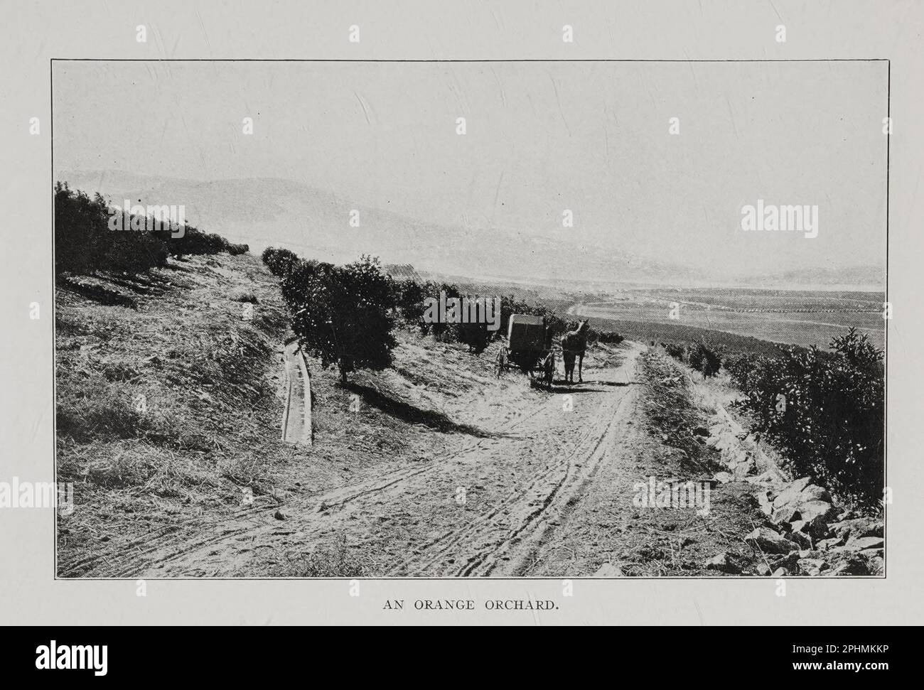 An Orange Orchard from the book ' california, romantic and beautiful ...