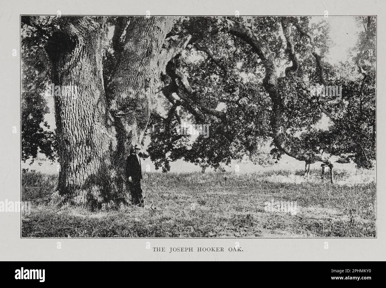The Joseph Hooker Oak [ Hooker Oak was an extremely large valley oak tree (Quercus lobata) in Chico, California. Amateur botanist and local socialite Annie Bidwell, whose husband had founded Chico, named the tree in 1887 after English botanist and Director of the Royal Botanical Gardens Sir Joseph Dalton Hooker. It was featured in the 1938 film The Adventures of Robin Hood starring Errol Flynn. The tree fell in 1977 and portions of the wood was later milled for use by local artisans. ] from the book ' california, romantic and beautiful ' by George Wharton James Publication date 1914 Publisher Stock Photo